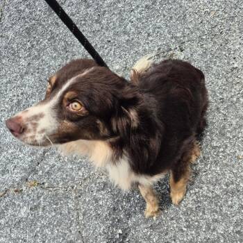Reese 2897 -  Mixed Breed Dog for Adoption in Columbus, Georgia - Reese 2897 | PetCurious