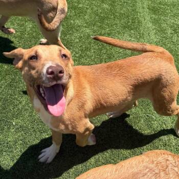 Banana -  Mixed Breed Dog for Adoption in Redwood Valley, California - Banana | PetCurious