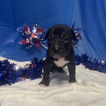Mixed Breed Dogs Available for Adoption in Greenville, Pennsylvania - Gizmo-Yellow | PetCurious
