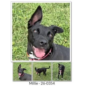 Millie -  Mixed Breed Dog for Adoption in Spokane, Washington - Millie | PetCurious