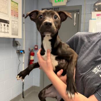 Paradise -  Mixed Breed Dog for Adoption in Martinsville, Virginia - Paradise | PetCurious
