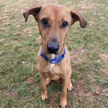 Rescue Mixed Breed Dogs for Adoption in Harrisonburg, Virginia - Rozwell | PetCurious