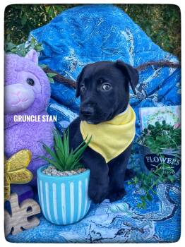 Labrador Retriever Dogs Available for Adoption in Sebring, Florida - Gruncle Stan | PetCurious