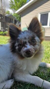Brady -  Pomeranian Dog for Adoption in Lethbridge, Alberta - Brady | PetCurious