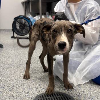 Lila -  Mixed Breed Dog for Adoption in Greenville, South Carolina - Lila | PetCurious