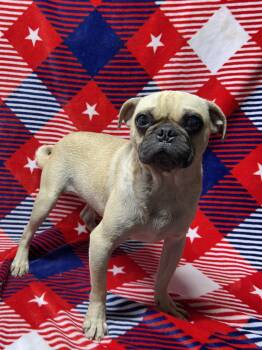 BUGSY -  Pug Dog for Adoption in Rossford, Ohio - BUGSY | PetCurious