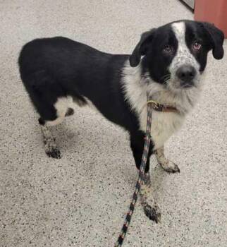 Theodore -  Mixed Breed Dog for Adoption in Kansas City, Missouri - Theodore | PetCurious