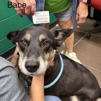 Shepherd Dogs Available for Adoption in Blue Springs, Missouri - Babe | PetCurious