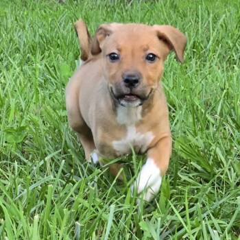 Roll -  Labrador Retriever and Terrier Dog for Adoption in Wake Forest, North Carolina - Roll | PetCurious