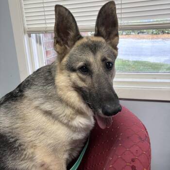 Rescue German Shepherd Dog Dogs for Adoption in Columbia, Missouri - Callie | PetCurious