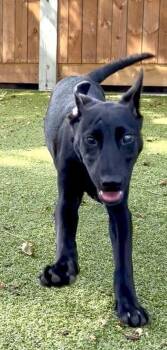 Polly Darton -  Labrador Retriever Dog for Adoption in Hilton Head Island, South Carolina - Polly Darton | PetCurious