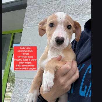 Dachshund Dogs Available for Adoption in Oviedo, Florida - Lady Limo | PetCurious