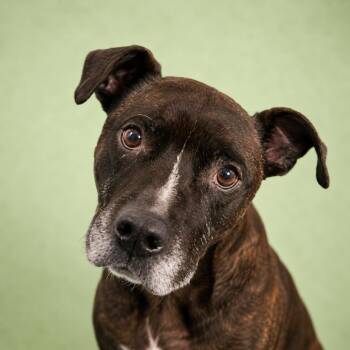 Chester Drawers -  Mixed Breed Dog for Adoption in Pulaski, Tennessee - Chester Drawers | PetCurious