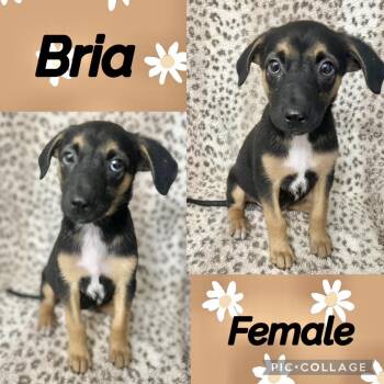 Bria -  German Shepherd Dog Dog for Adoption in Manchester, Connecticut - Bria | PetCurious