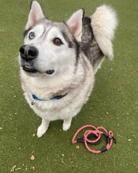 Alaskan Malamute Dogs Available for Adoption - Kylo Ren | PetCurious