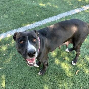 Rescue Labrador Retriever and American Staffordshire Terrier Dogs for Adoption in Memphis, Tennessee - Leah | PetCurious