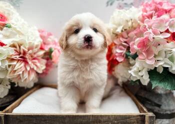 Labrador Retriever and Great Pyrenees Dogs Available for Adoption in Newberg, Oregon - Huckleberry | PetCurious