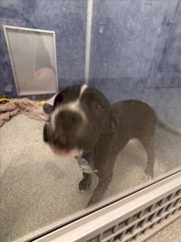 Pit Bull Terrier and Mixed Breed Dogs Available for Adoption in Loveland, Colorado - XANDER | PetCurious