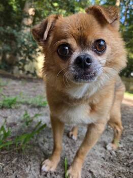 Murphy -  Chihuahua and Pug Dog for Adoption in Williamsburg, Virginia - Murphy | PetCurious
