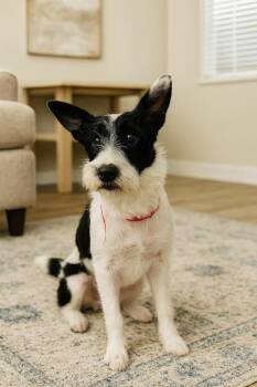 Rescue Schnauzer and Wirehaired Terrier Dogs for Adoption in Camp Pendleton North, California - Elsie | PetCurious