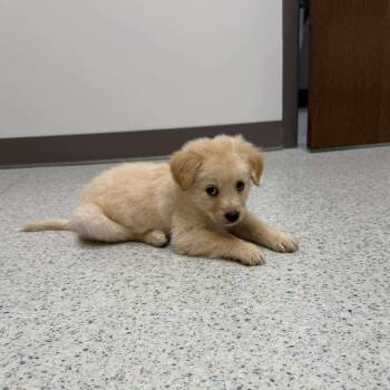 Mixed Breed Dogs Available for Adoption - Reggie | PetCurious