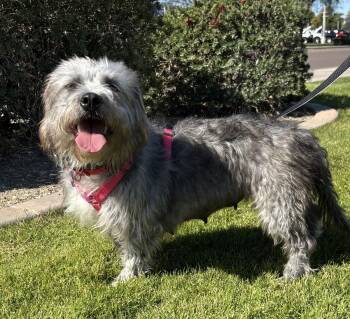 Terrier Dogs Available for Adoption - Terry | PetCurious
