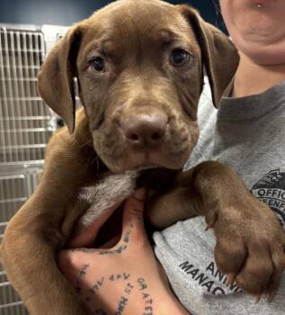 Mixed Breed Dogs Available for Adoption in Greenfield, Indiana - Scooter | PetCurious