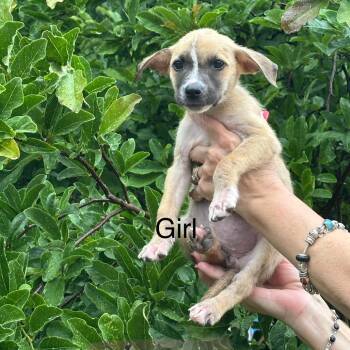 Carino -  Shepherd Dog for Adoption in Chicago, Illinois - Carino | PetCurious