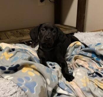Velvet -  Labrador Retriever and Boykin Spaniel Dog for Adoption in Cheektowaga, New York - Velvet | PetCurious