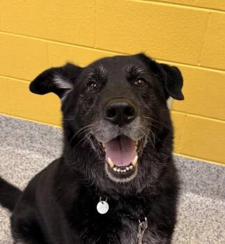 Zoro -  German Shepherd Dog and Newfoundland Dog Dog for Adoption in Golden, Colorado - Zoro | PetCurious