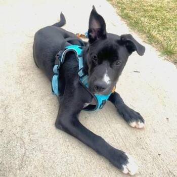 Pit Bull Terrier and Siberian Husky Dogs Available for Adoption in Atlanta, Georgia - Mau | PetCurious