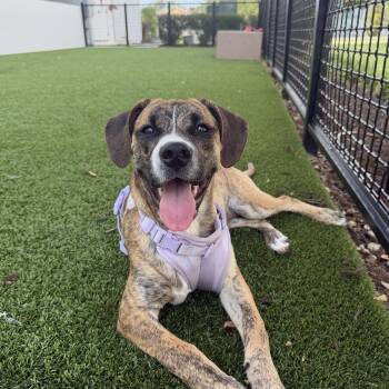 Sammie -  Boxer Dog for Adoption in Tallahassee, Florida - Sammie | PetCurious
