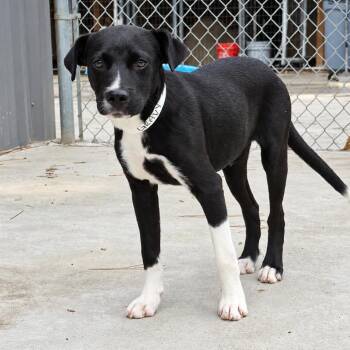 Gravy -  Mixed Breed Dog for Adoption in Parrish, Alabama - Gravy | PetCurious
