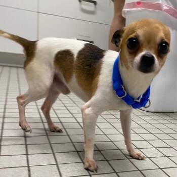 Fallon -  Chihuahua Dog for Adoption in Fall River, Massachusetts - Fallon | PetCurious