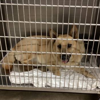 Shepherd Dogs Available for Adoption in Abilene, Texas - Sable | PetCurious