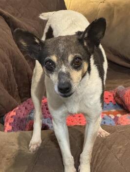 Molly -  Chihuahua Dog for Adoption in Horn Lake, Mississippi - Molly | PetCurious