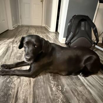 Black Labrador Retriever Dogs Available for Adoption - Lainey | PetCurious