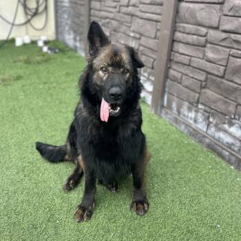 German Shepherd Dog Dogs Available for Adoption - Midnight 0121 | PetCurious