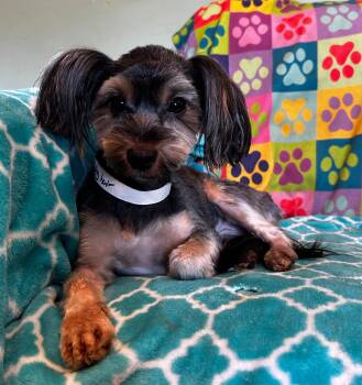 Yorkshire Terrier Dogs Available for Adoption in Pacolet, South Carolina - Willow Mar 26 | PetCurious