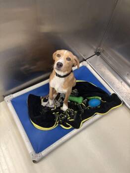 Boone -  Labrador Retriever and Hound Dog for Adoption in Kalamazoo, Michigan - Boone | PetCurious