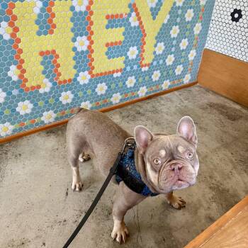 Bubba -  French Bulldog Dog for Adoption in New Orleans, Louisiana - Bubba | PetCurious