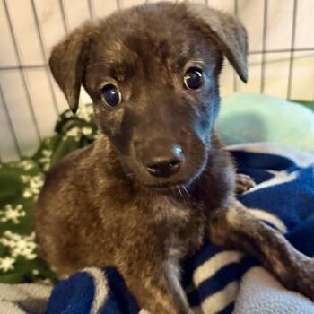 Serenity -  Mixed Breed Dog for Adoption in Tunica, Mississippi - Serenity | PetCurious