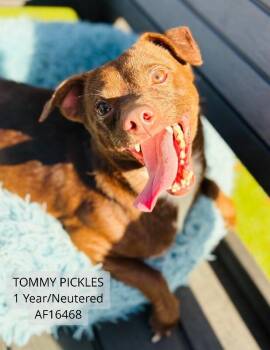 Tommy Pickles -  Chihuahua and Mixed Breed Dog for Adoption - Tommy Pickles | PetCurious