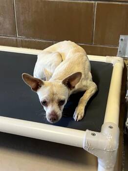 Chihuahua and Mixed Breed Dogs Available for Adoption - CHARLIZE | PetCurious