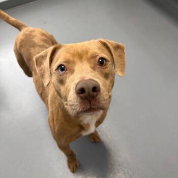 Pumpkin -  Pit Bull Terrier and Mixed Breed Dog for Adoption in Roanoke, Virginia - Pumpkin | PetCurious