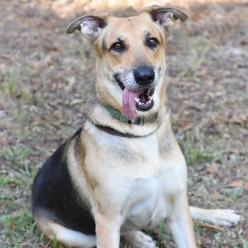 LISA GS -  German Shepherd Dog Dog for Adoption in Lucas, Texas - LISA GS | PetCurious