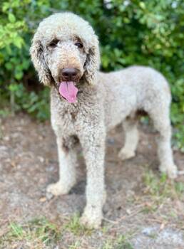 Tristan -  Poodle Dog for Adoption in Lucedale, Mississippi - Tristan | PetCurious
