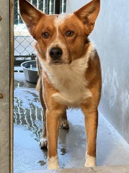 Australian Cattle Dog Blue Heeler and German Shepherd Dog Dogs Available for Adoption in San Bernardino, California - BILLY | PetCurious