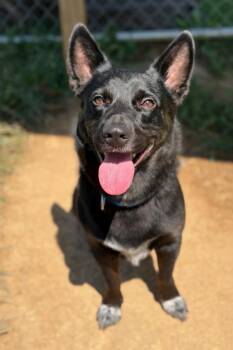 LINK -  Australian Cattle Dog Blue Heeler Dog for Adoption in Dandridge, Tennessee - LINK | PetCurious