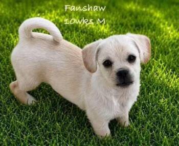Fanshaw -  Pug and Yorkshire Terrier Dog for Adoption in Waunakee, Wisconsin - Fanshaw | PetCurious